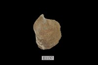 藏品(花紋障泥蛤)的圖片